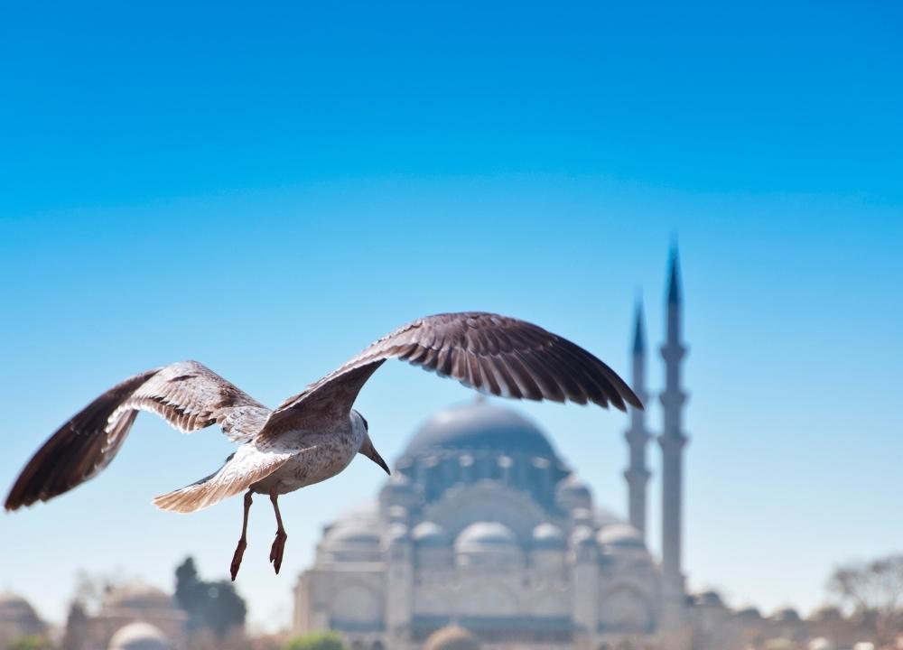 Istanbul and Its Seagulls